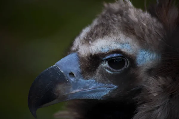 Close-up head of head, powerful beak with blue edging — Stock Photo, Image