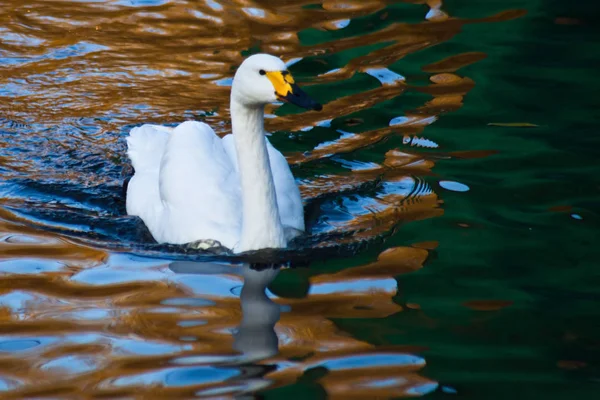 Bílá labuť plave ve vodě modro zlatý, záře — Stock fotografie