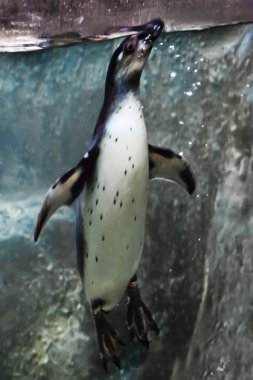 ro zemin karşı yeşilimsi su içine penguen dalış