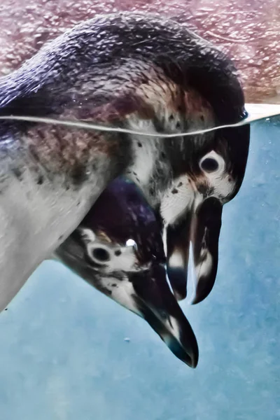 Pinguïns kus schattig in turquoise water — Stockfoto
