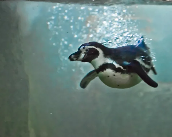 penguin swims in green water (, falls into the water in a cloud