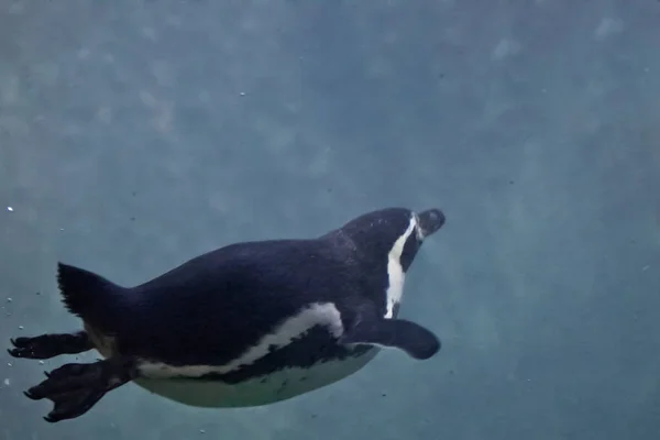 Pinguin schwimmt vom Betrachter weg ins grüne Wasser — Stockfoto