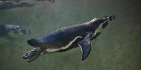 Penguin swims away from the viewer into the green water, view fr — Stock Photo, Image