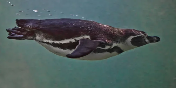 Schlanker und schneller Pinguin im Rahmen von Luftblasen — Stockfoto