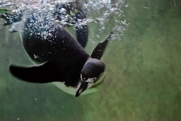 Pinguin schwimmt im grünen Wasser (, fällt in einer Wolke ins Wasser — Stockfoto