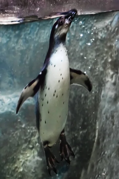 Pinguin taucht ins grünliche Wasser vor der Kulisse von — Stockfoto