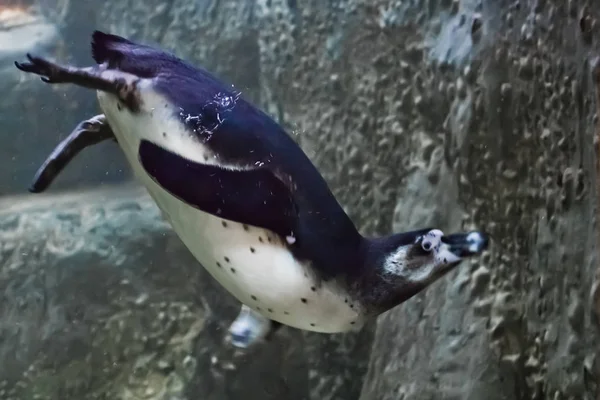 Pingüino se sumerge en el agua verdosa contra el telón de fondo de ro — Foto de Stock