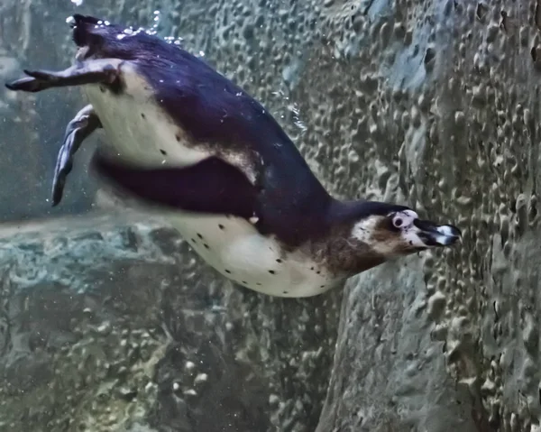 Penguin dives into the greenish water against the backdrop of ro — Stock Photo, Image