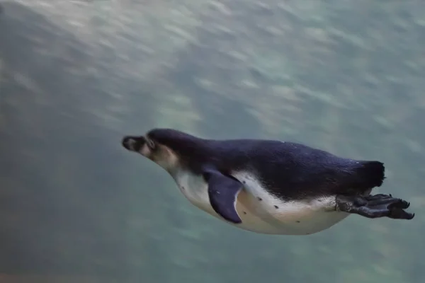 Тонкий пингвин целенаправленно плавает в голубой воде (в воде с — стоковое фото