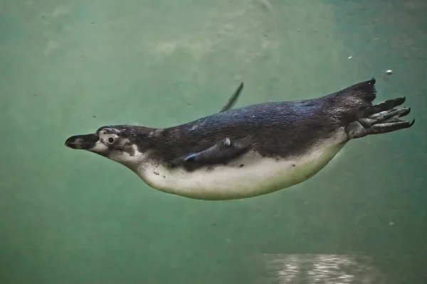 Pinguin schwimmt im grünen Wasser (in der Wassersäule), — Stockfoto