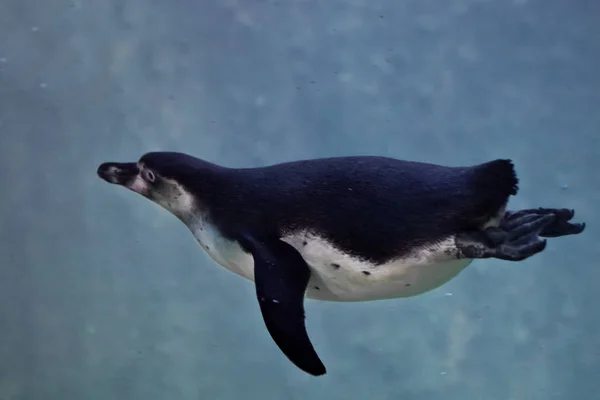 Pingüino delgado a propósito nada en agua azul (en el agua c Fotos de stock