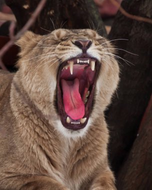 güçlü dişi aslan growls (kükrer), büyük bir obur kırmızı açma
