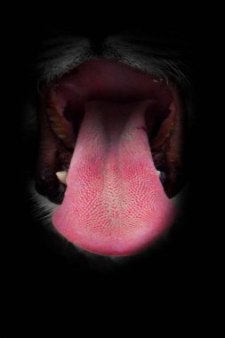 The muzzle of a lioness with an open predatory mouth (black abys clipart