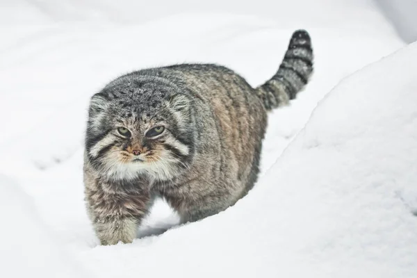 Ama şiddetli kabarık ve öfkeli yaban kedisi Manul threateningly si gider — Stok fotoğraf