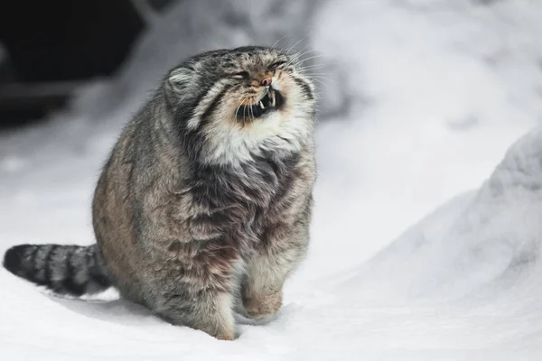 but severe fluffy and angry wild cat manul threateningly pulling