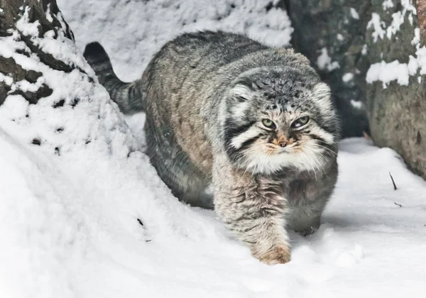 but severe fluffy and angry wild cat Manul threateningly goes si