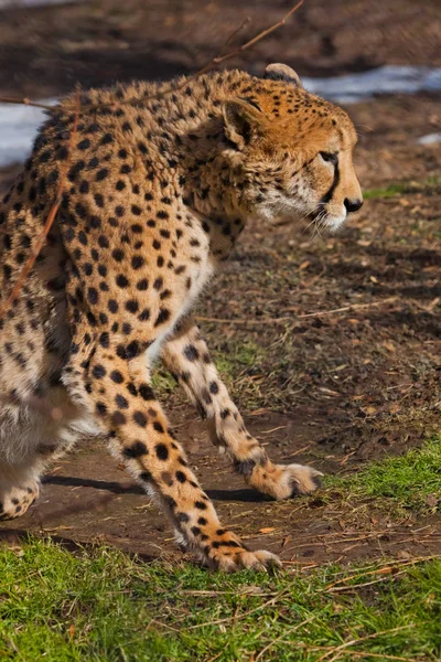 Cheetah with orange skin, lit by the sun rises from the green sp — Stock Photo, Image