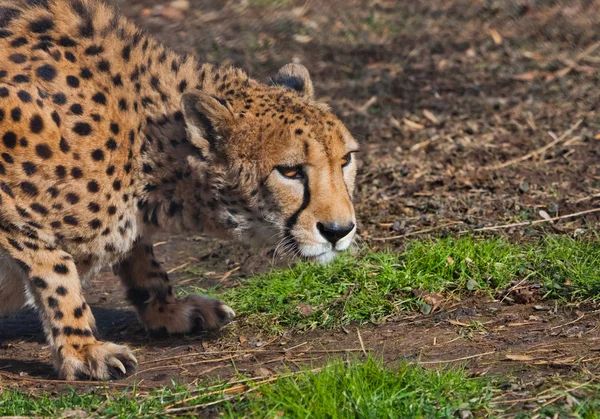In ambush lies  a cheetah with an orange skin, lit by the sun on — Stock Photo, Image