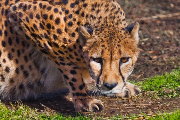 In ambush lies  a cheetah with an orange skin, lit by the sun on — Stock Photo, Image