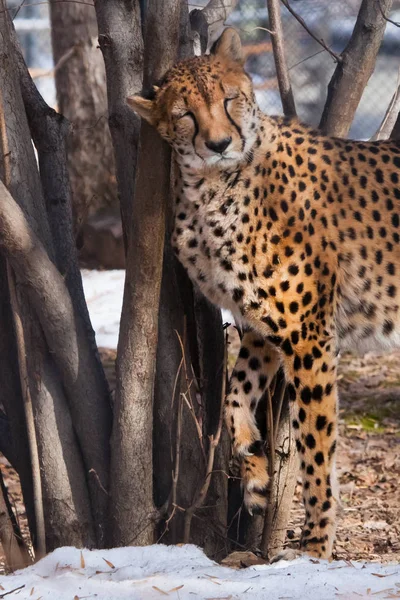 Slender cheetah with orange skin, lit by the sun rubs nicely on — Stock Photo, Image