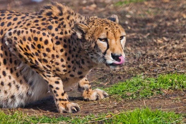 In ambush lies  a cheetah with an orange skin, lit by the sun on — Stock Photo, Image