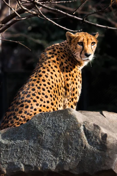 Sunlit cheetah with bright orange hair sits on a stone, dark bac — Stock Photo, Image