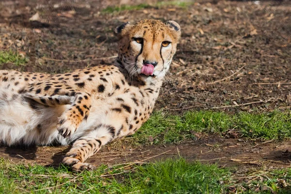 A lazy cheetah with orange skin lit by the sun lies in the green — Stock Photo, Image