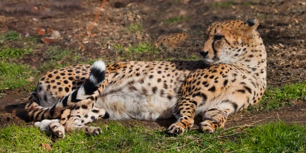 Een lui cheetah met oranje huid verlicht door de zon ligt in het groen — Stockfoto