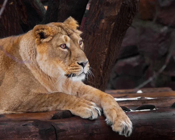 Gyönyörű oroszlán néz zavartan és kérdően, fekve. p — Stock Fotó