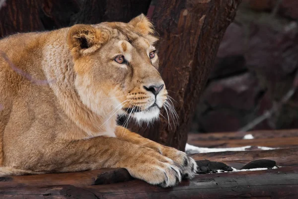 Beautiful lioness looks puzzled and questioningly, lying down. p — Stock Photo, Image
