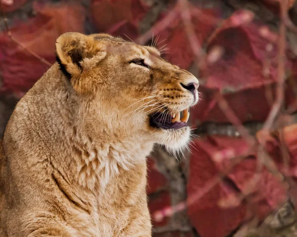 Bir dişi aslan çok güzel bir yüzün bir portre profil, kırmızı ba olduğunu — Stok fotoğraf