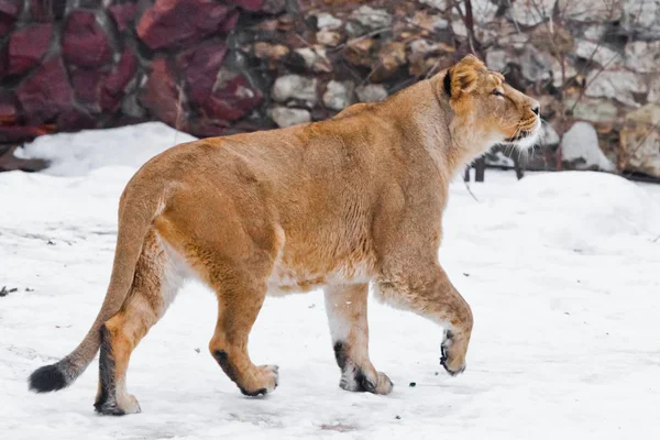 Smal asiatisk lejoninna promenader i snön, den vita bakgrunden är — Stockfoto