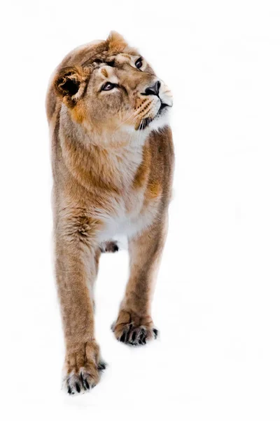 Yellow curious slim lioness woman looks up, look -with appetite. — Stock Photo, Image