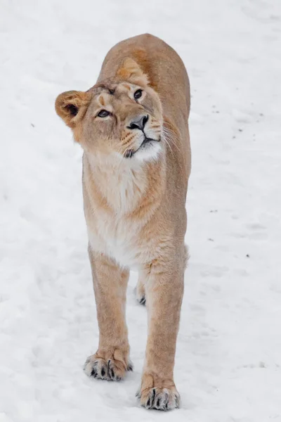 Yellow curious slim lioness on white snow woman looks up, look - — Stock Photo, Image