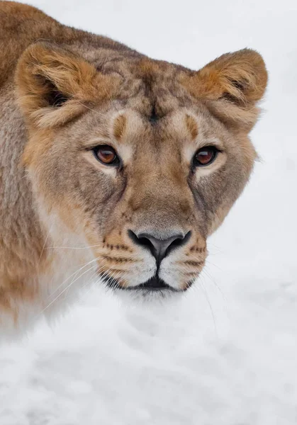 Muzzle of a lioness (female lion) close-up, greedy passionate lo