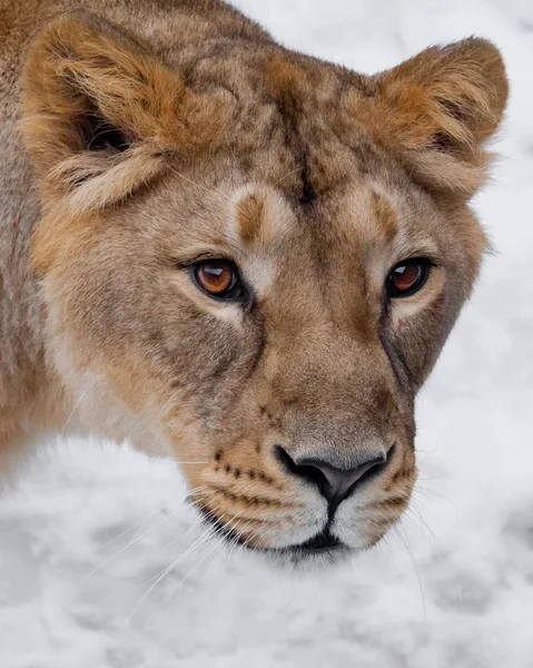 El hocico de la leona se acercan, los ojos hermosos amarillo-anaranjados. en un — Foto de Stock