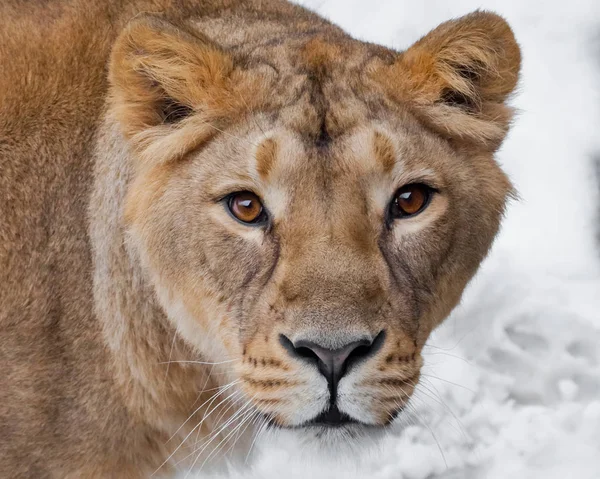 Mynningen på en lejoninna (kvinnliga lion) närbild, giriga passionerad lo — Stockfoto