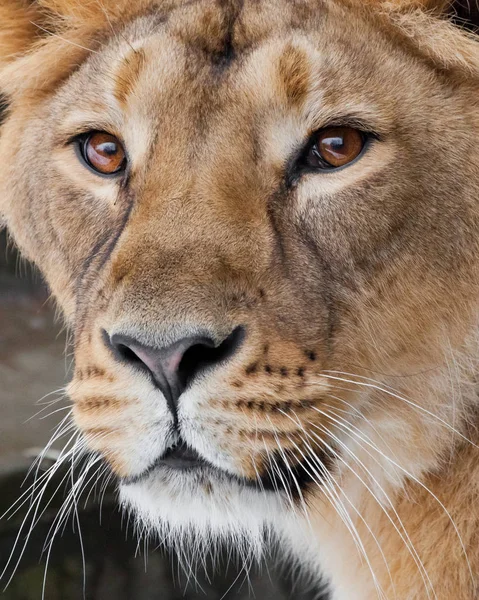 Een zeer close-up vol, het gezicht van een leeuwin, mooie duidelijke bro — Stockfoto