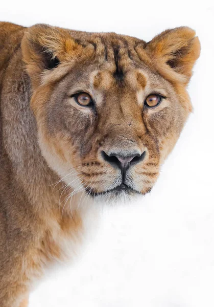 Mirada codiciosa crema ojo de una leona a la derecha en usted, bozal close-u — Foto de Stock