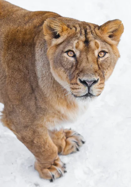 Frente a una leona hembra, hocico y patas Voraz depredador g — Foto de Stock