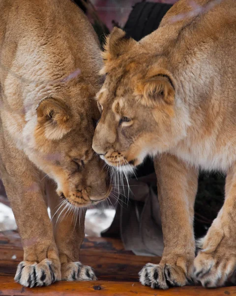 İki büyük kedilerin dişi aslan kız birbirlerine okşadı. Afrika kedileri — Stok fotoğraf