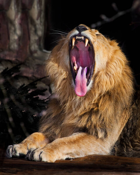 powerful lion growls wide opening a huge predatory red mouth, a 