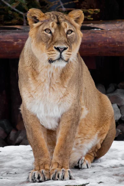 Een leeuwin is een grote roofzuchtige kat, zittend op de sneeuw en looki — Stockfoto