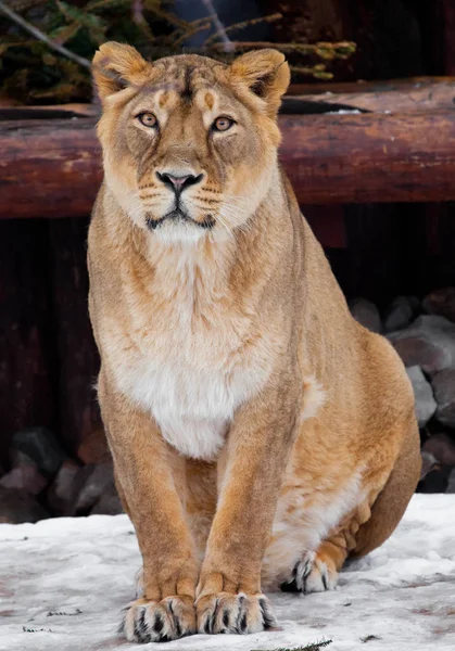 A lioness is a large predatory cat sitting on the snow and looki