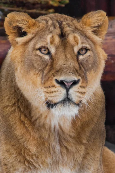 Bozal de una leona de cerca, gran gato depredador en todo el f — Foto de Stock