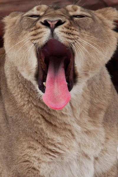 Nosen av en lejoninna med öppen underprissättning mun (svart abys — Stockfoto