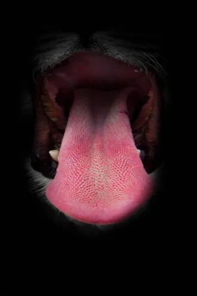 The muzzle of a lioness with an open predatory mouth (black abys