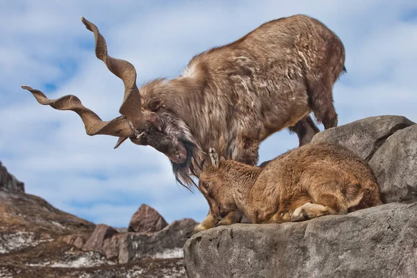 Markhor Stock Photos, Royalty Free Markhor Images | Depositphotos