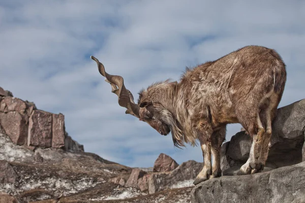 Bir keçi büyük boynuzlu (dağ keçisi marchur) üzerinde tek başına ayakta bir 