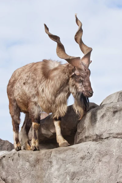 A goat with big horns (mountain goat marchur) stands alone on a — Stock Photo, Image